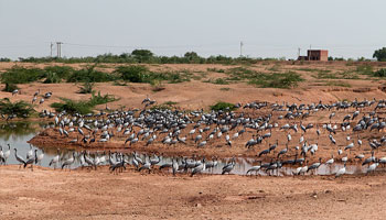 Khichan Bird Sanctuary